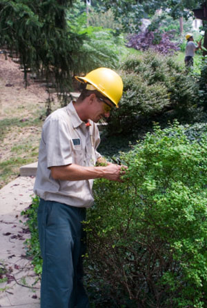 pruning landscape